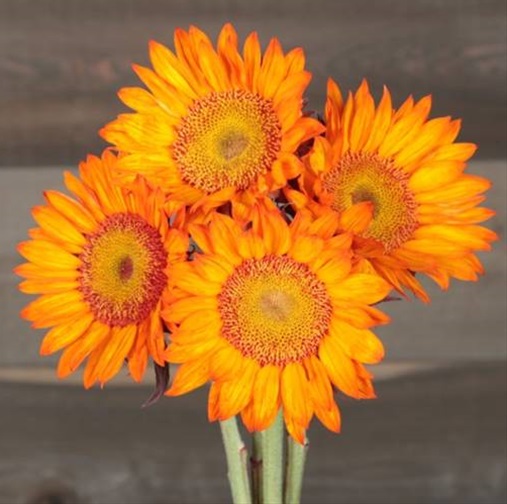 Sunflower Tinted Orange Sunflowers Flowers and Fillers Flowers by